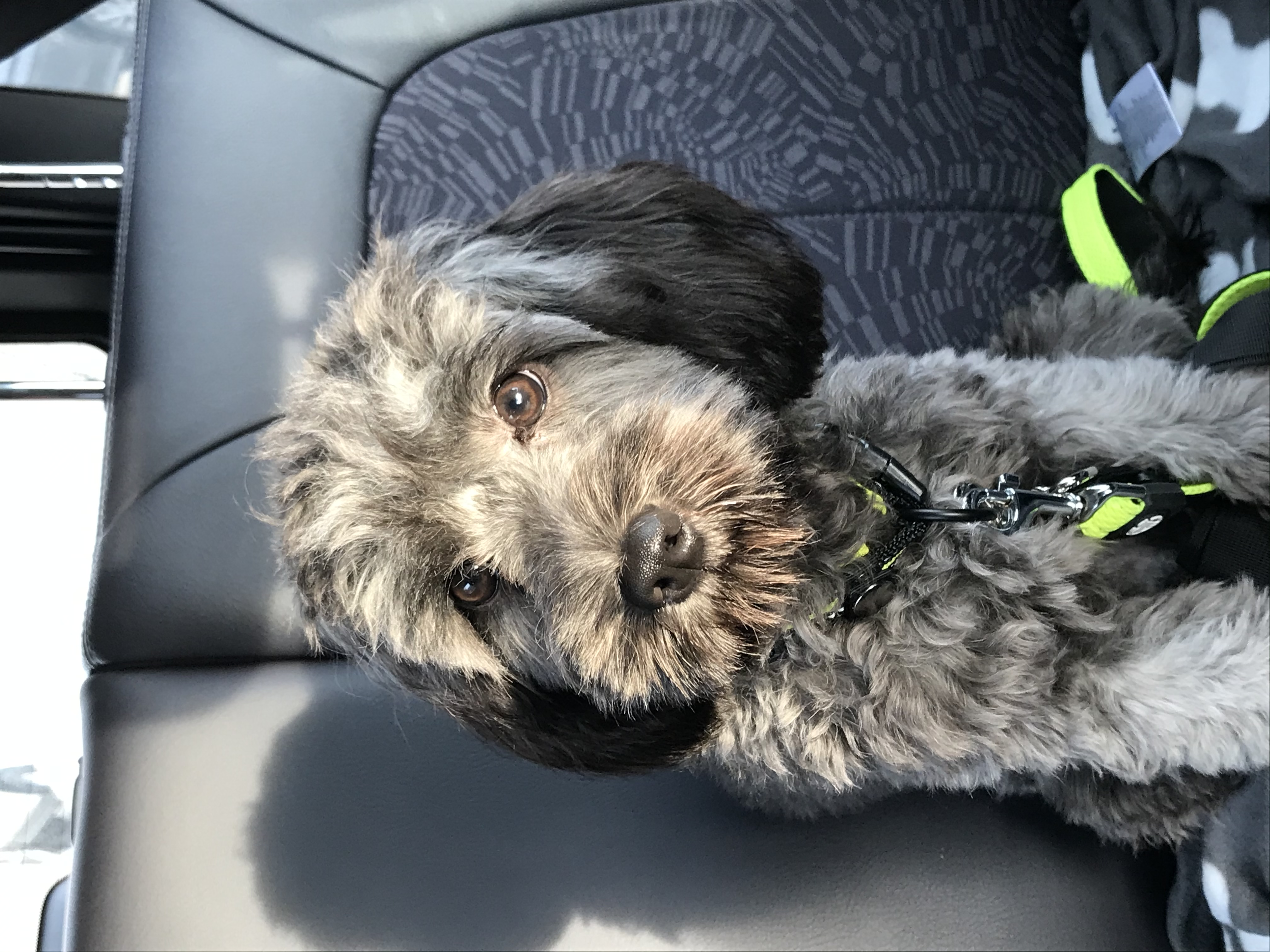 Sam im Auto