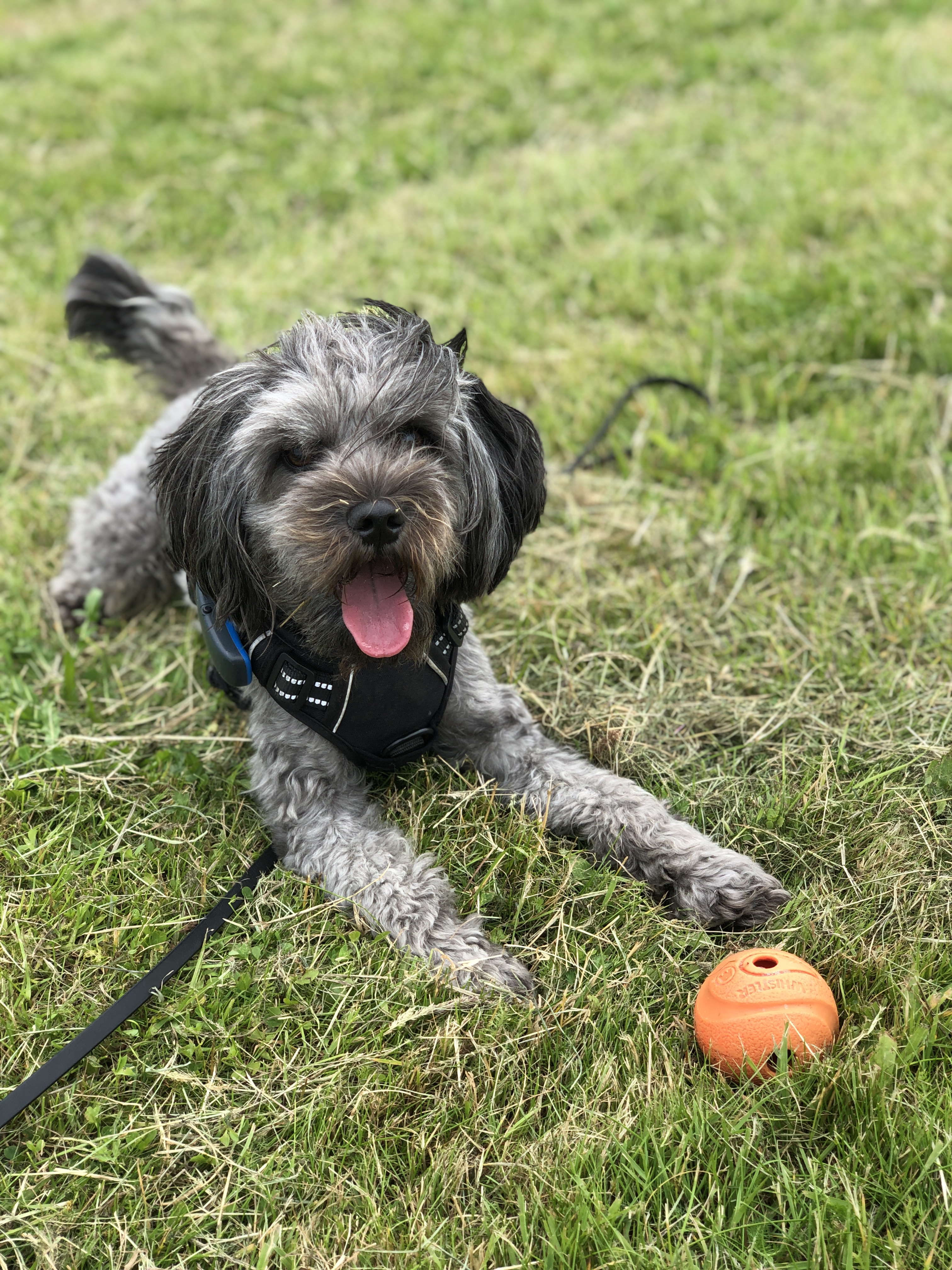 Sam der Cavapoo